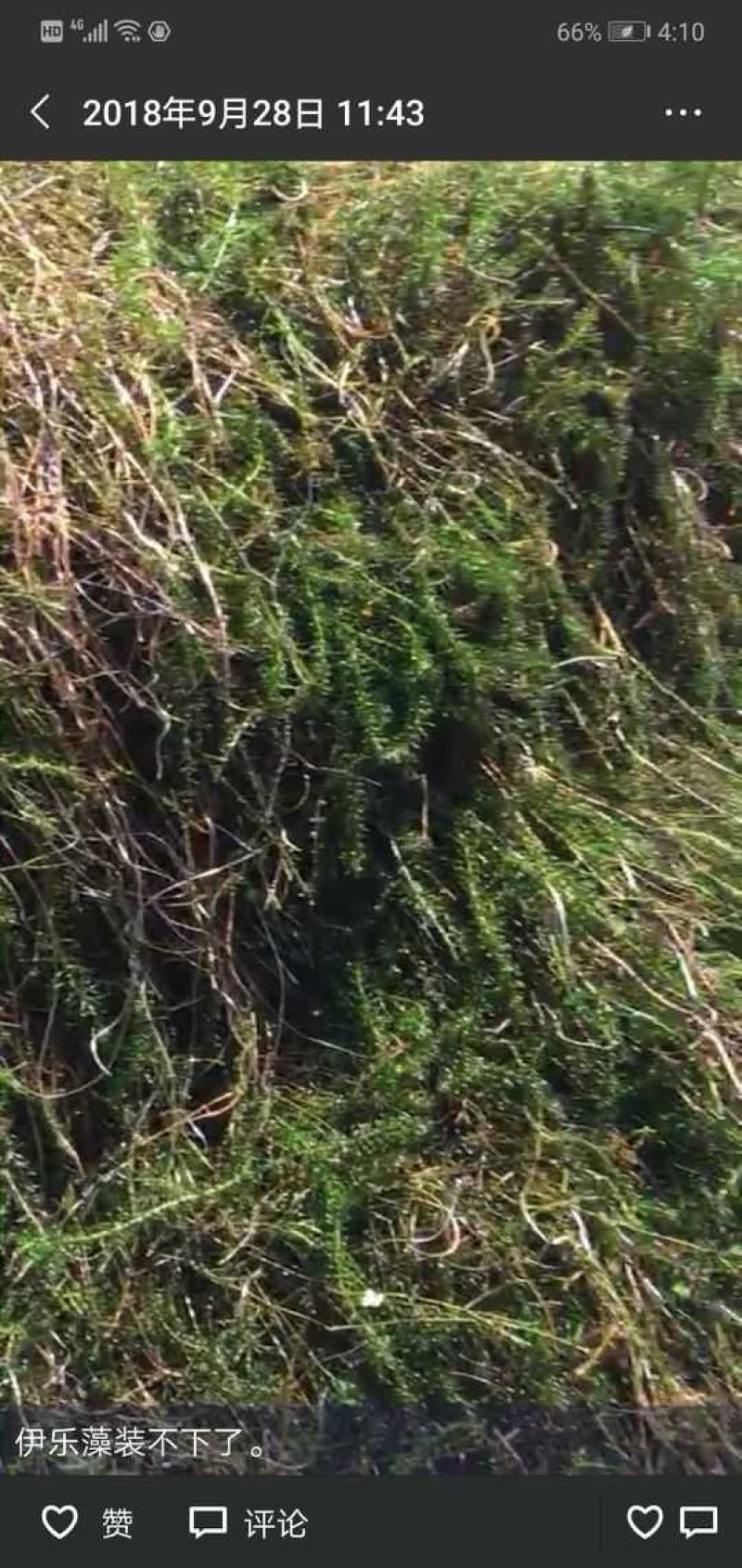 细叶芒班叶芒花叶芒晨光芒