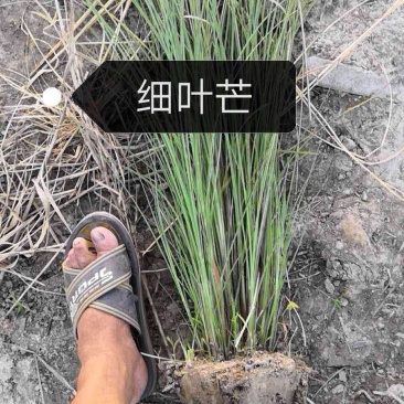 细叶芒班叶芒花叶芒晨光芒