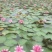 细叶芒班叶芒花叶芒晨光芒
