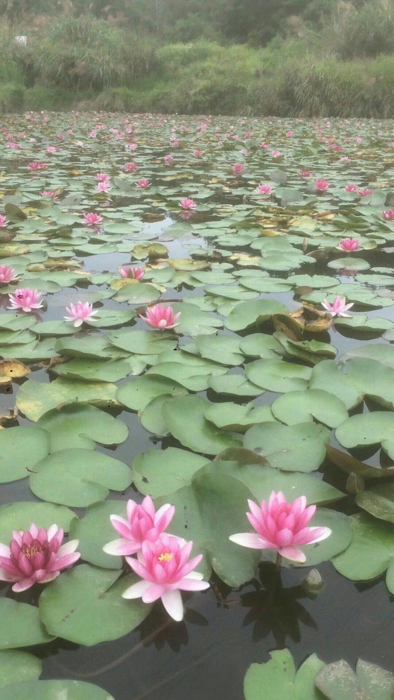 细叶芒班叶芒花叶芒晨光芒