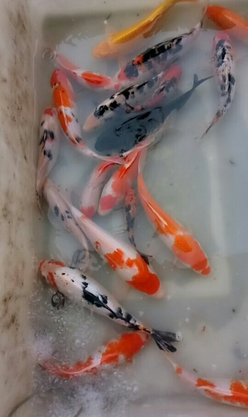 大小锦鲤