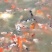 大小锦鲤