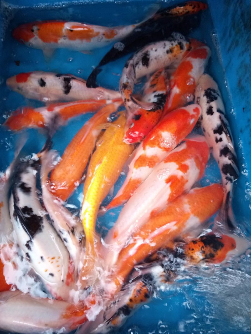 大小锦鲤