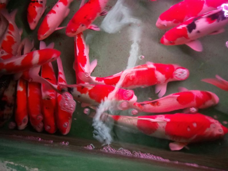 大小锦鲤