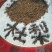 杜梨种子