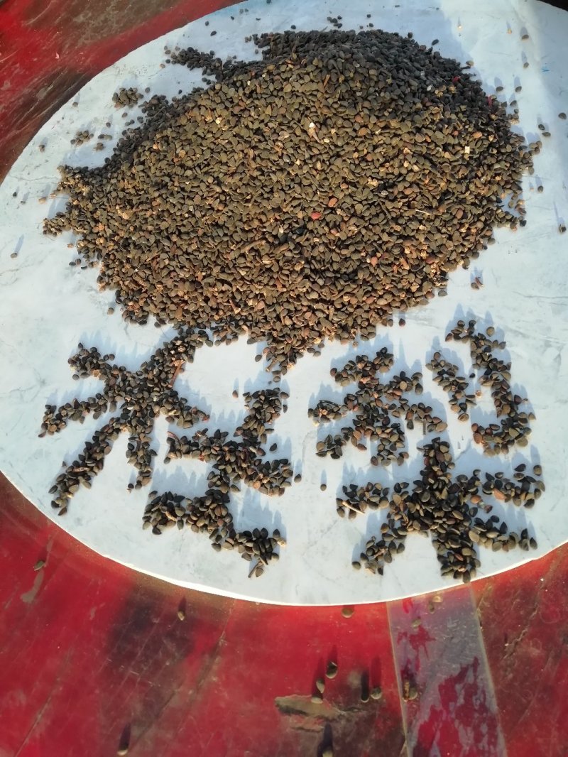 杜梨种子