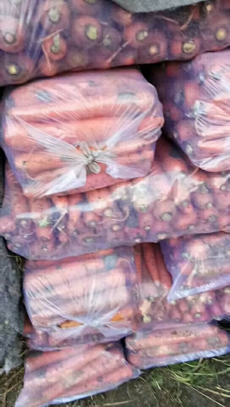 胡萝卜大量供应质优价廉有多种蔬菜配车欢迎光临
