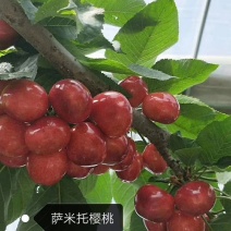 好吃的矮化吉塞车厘子苗大樱桃苗基地发货保湿邮寄签订合同