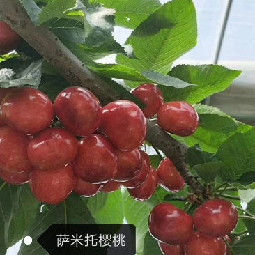 好吃的矮化吉塞车厘子苗大樱桃苗基地发货保湿邮寄签订合同