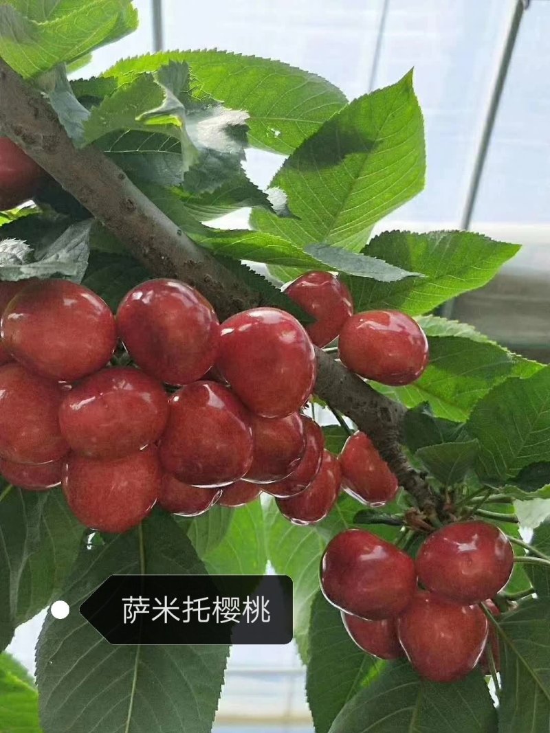 好吃的矮化吉塞车厘子苗大樱桃苗基地发货保湿邮寄签订合同