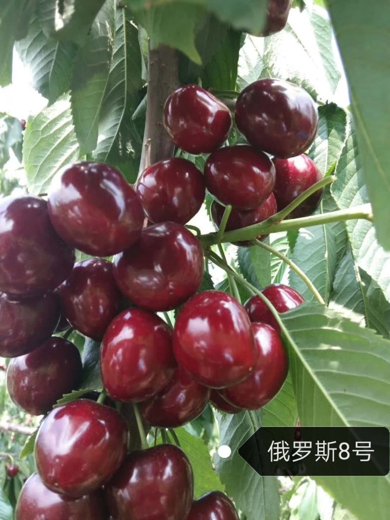 好吃的矮化吉塞车厘子苗大樱桃苗基地发货保湿邮寄签订合同