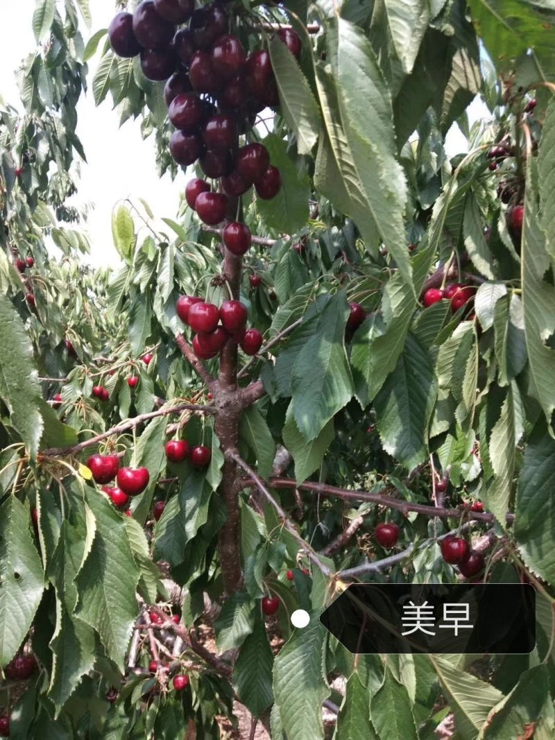 好吃的矮化吉塞车厘子苗大樱桃苗基地发货保湿邮寄签订合同