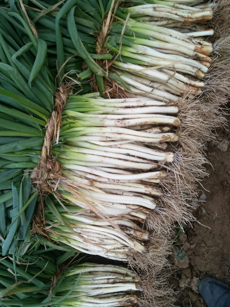 大量供应襄阳本地分葱，