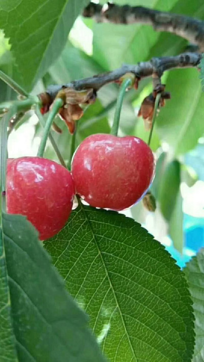 专业培育玛瑙红樱桃树苗基地直销挂果率强，颗粒大，口感好