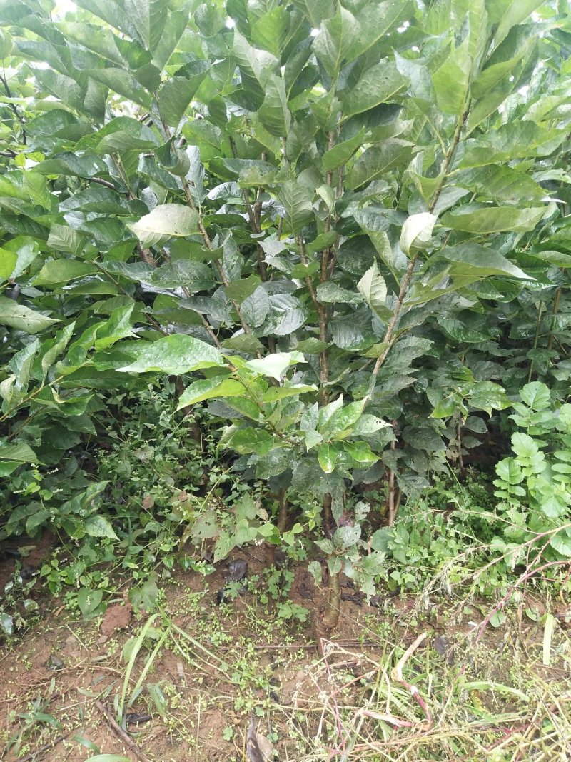 专业培育玛瑙红樱桃树苗基地直销挂果率强，颗粒大，口感好