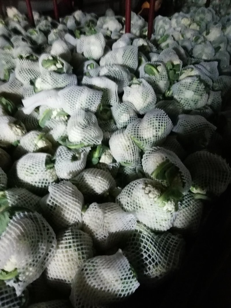 河南菜花基地适中乳白对接农户货源充足