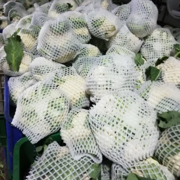 河南菜花基地适中乳白对接农户货源充足
