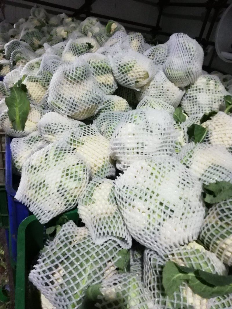 河南菜花基地适中乳白对接农户货源充足