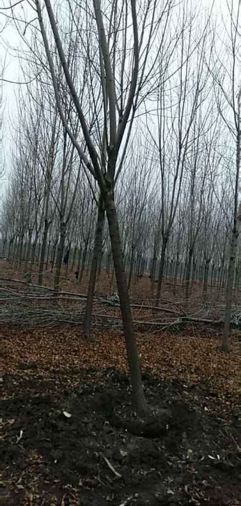 白蜡12公分