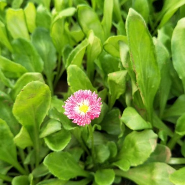 雏菊