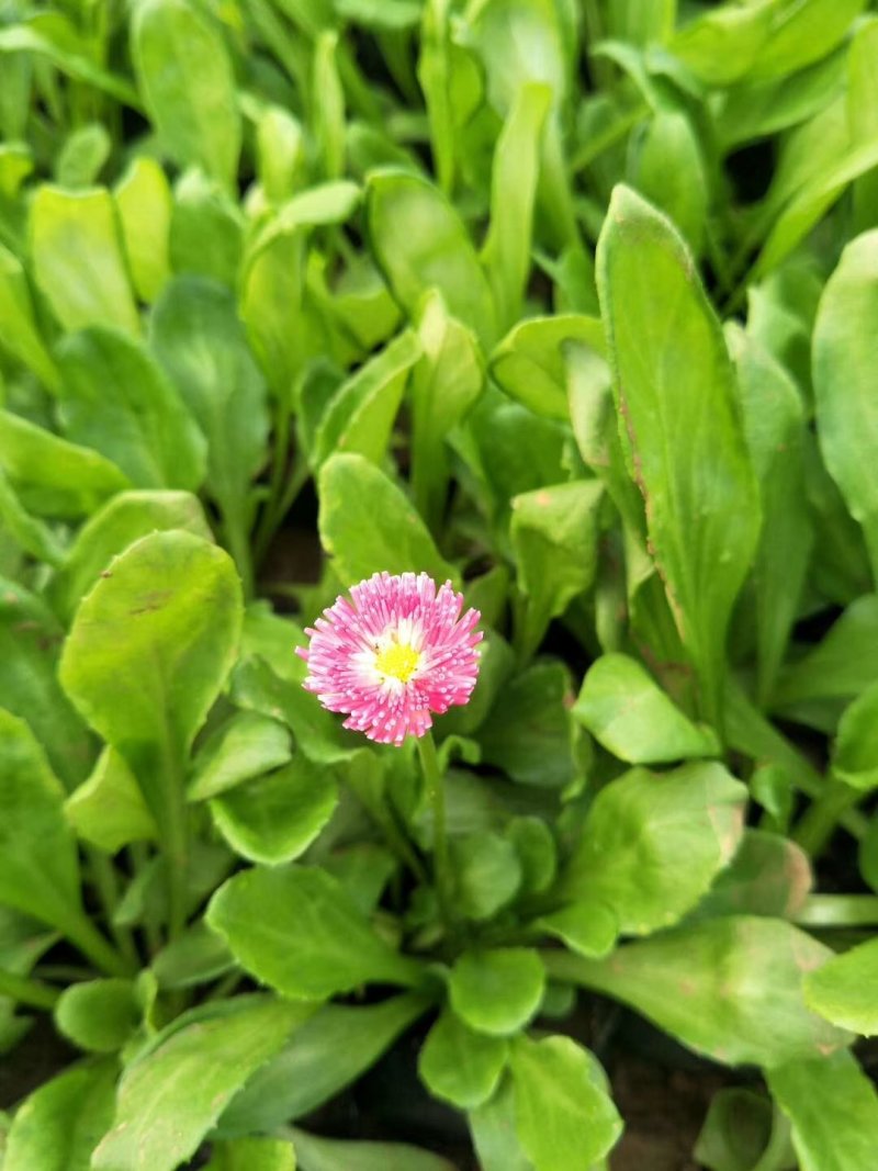 雏菊