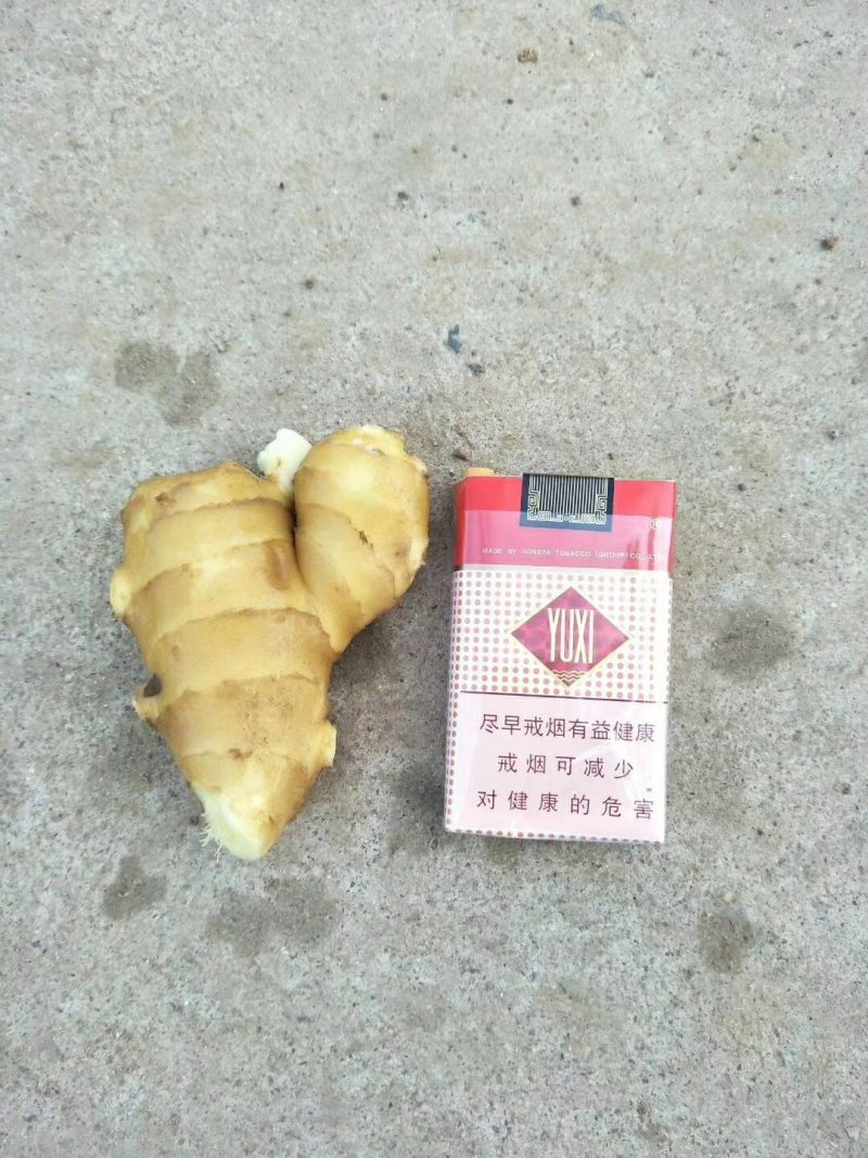 姜母姜把子辣味足块头大【全国发货，坏烂包赔】