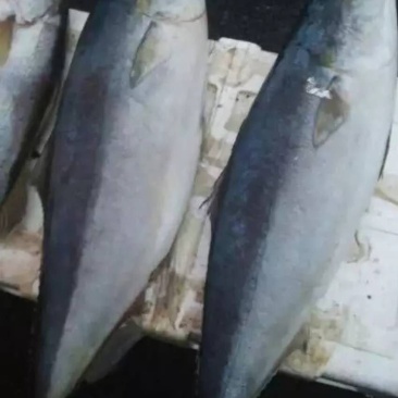 冰冻水产黄金大鲅鱼