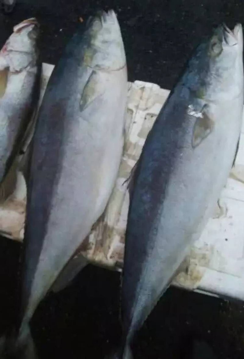 冰冻水产黄金大鲅鱼