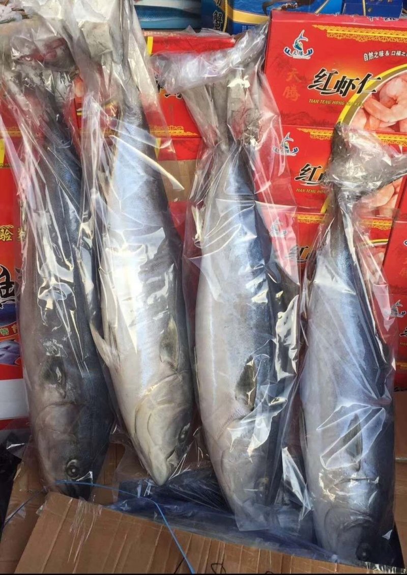 冰冻水产黄金大鲅鱼
