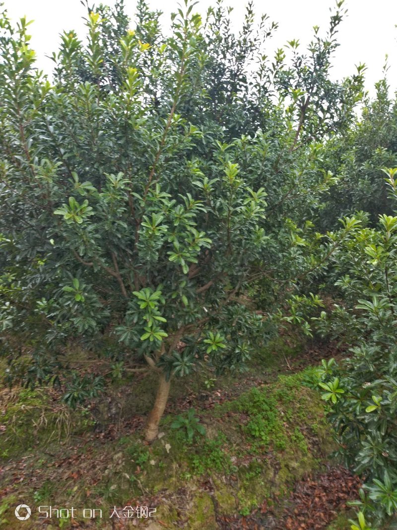 慈溪市荸荠种杨梅树苗