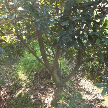 慈溪市荸荠种杨梅树苗