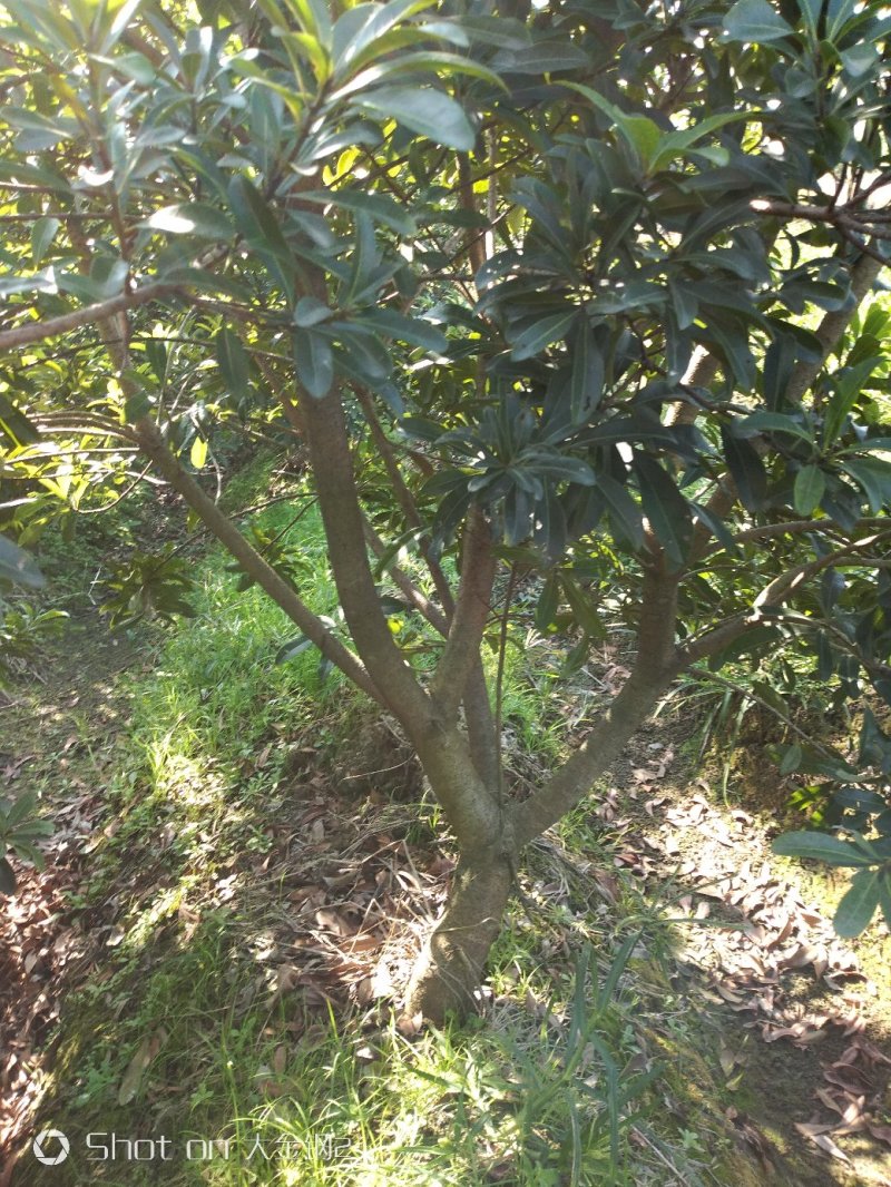 慈溪市荸荠种杨梅树苗