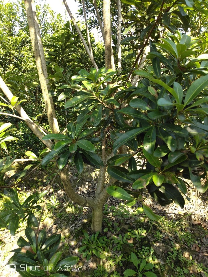 慈溪市荸荠种杨梅树苗