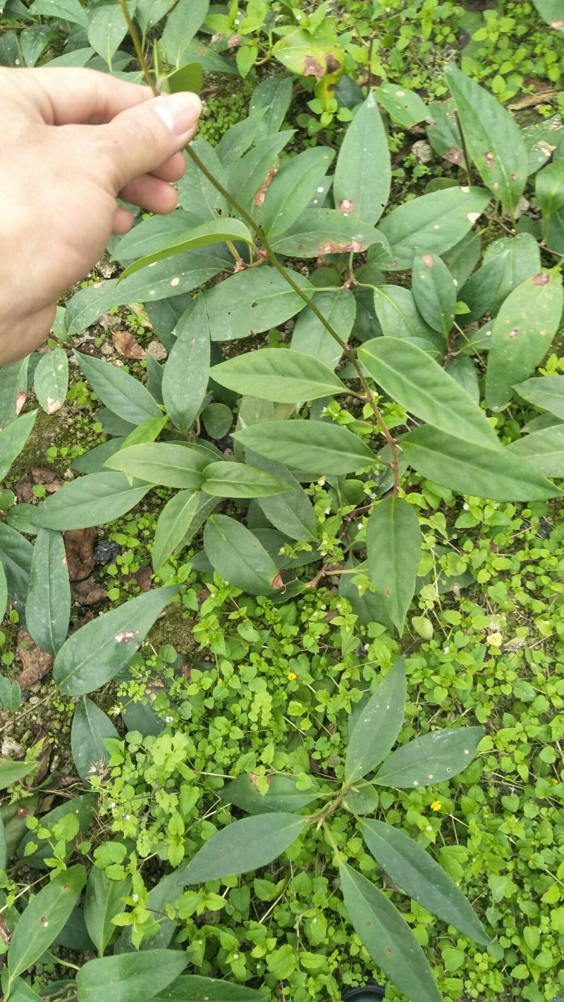 布福娜树苗