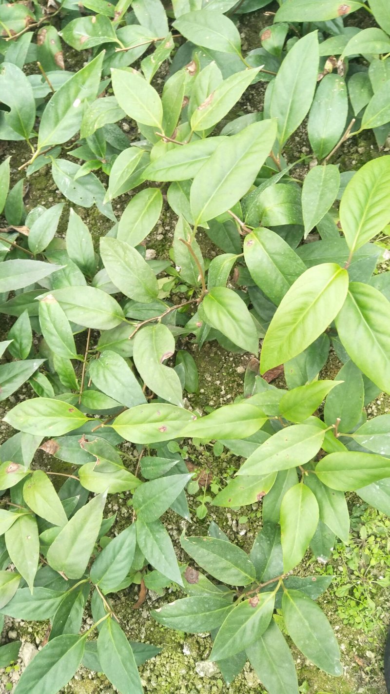 布福娜树苗