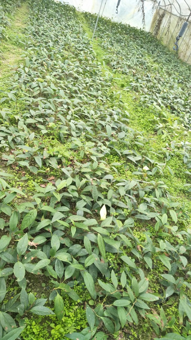 布福娜树苗