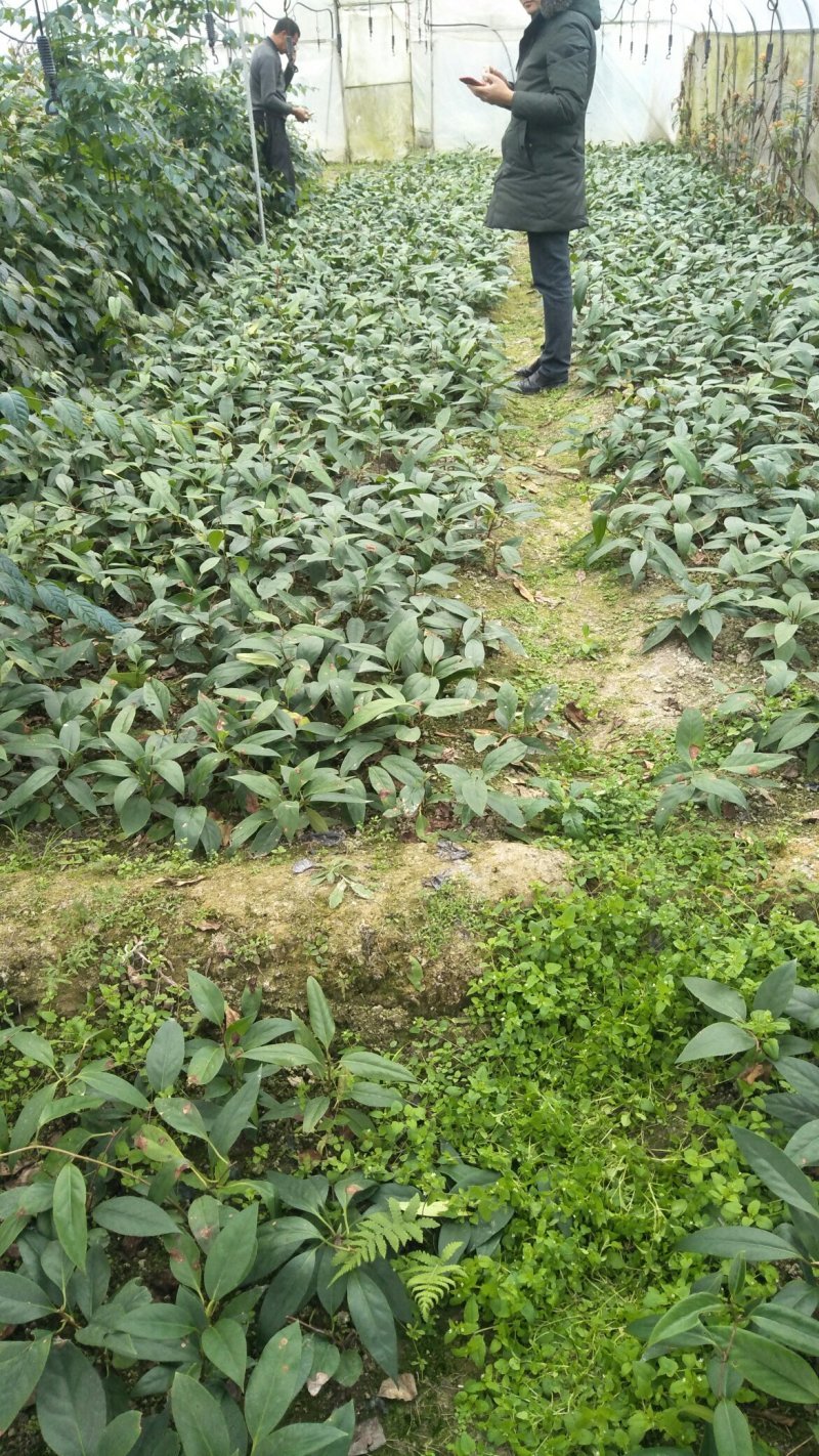 布福娜树苗