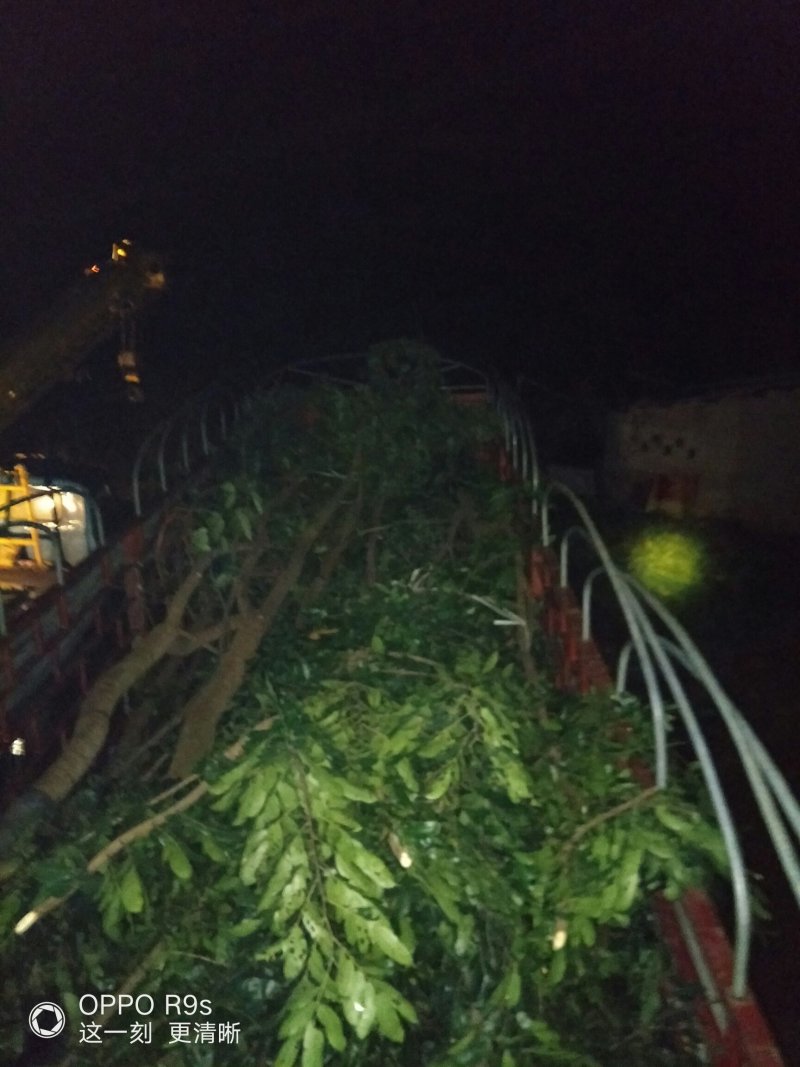 仪花地苗八到十二公分有看上的老板吗？