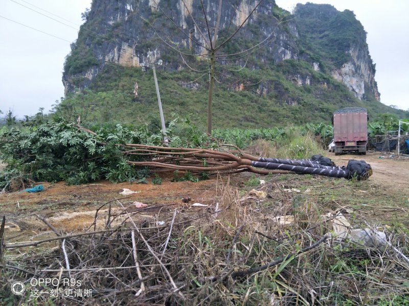 仪花地苗八到十二公分有看上的老板吗？