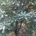 慈溪市荸荠种杨梅树18-20公分