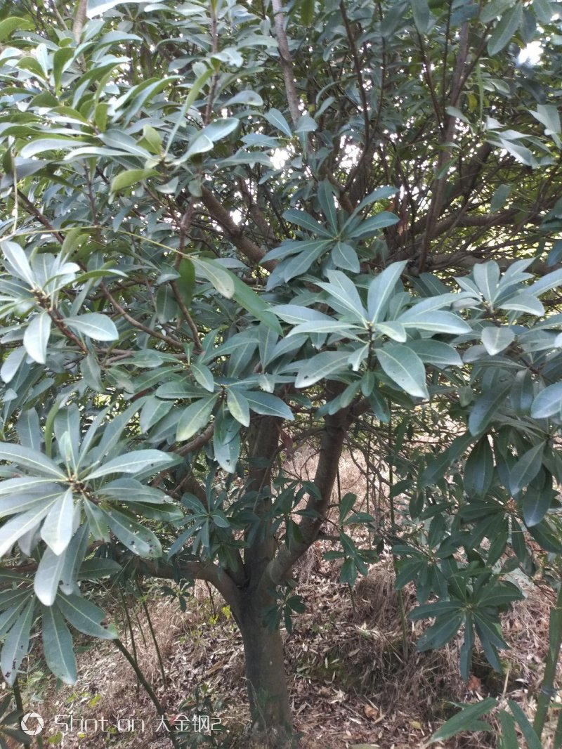 慈溪市荸荠种杨梅树18-20公分