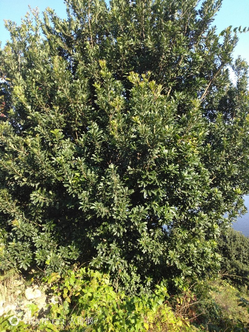 慈溪市荸荠种杨梅树18-20公分