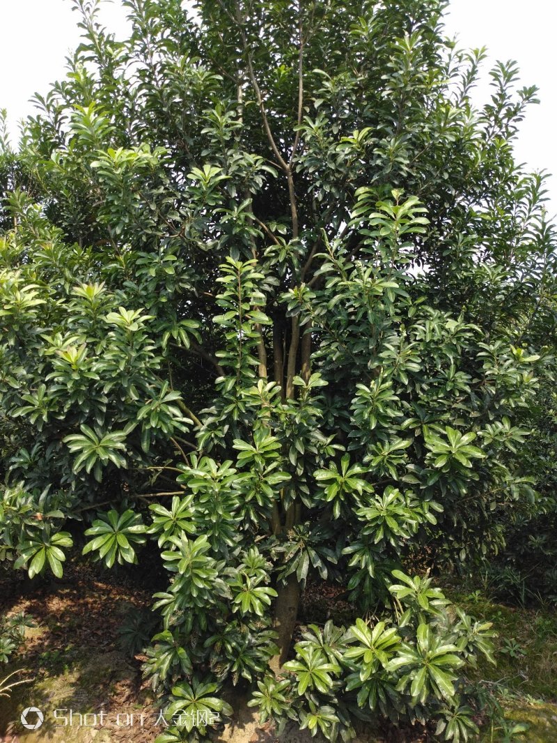 慈溪市荸荠种杨梅树18-20公分