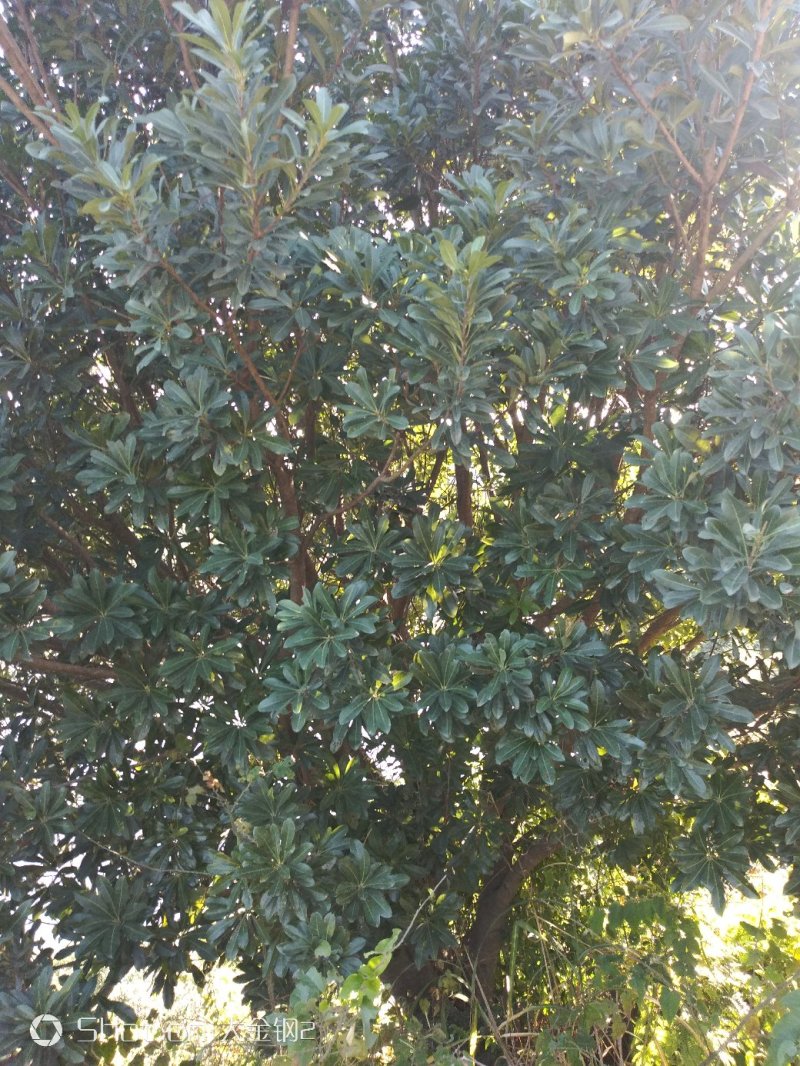 慈溪市荸荠种杨梅树18-20公分