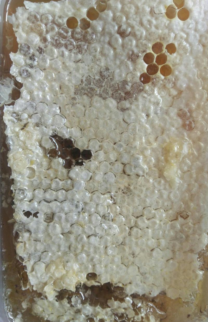 土蜂蜂巢蜜，巢蜜盒