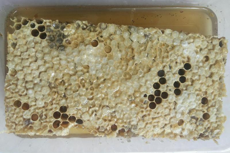 土蜂蜂巢蜜，巢蜜盒