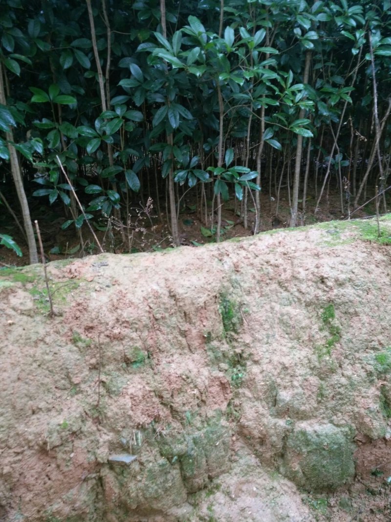 桂花苗一各种大小桂花、规格齐全、根系发达、健壮无病