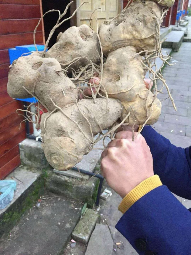 中药根茎类黄精苗