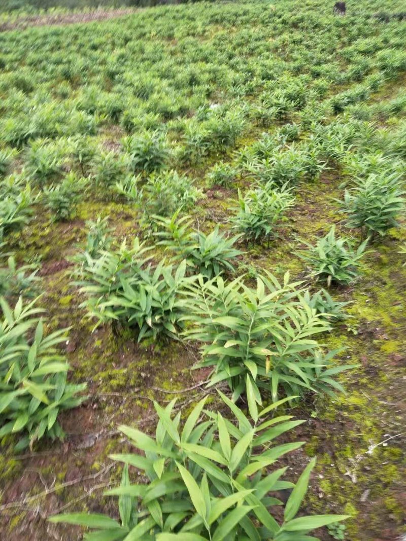 中药根茎类黄精苗