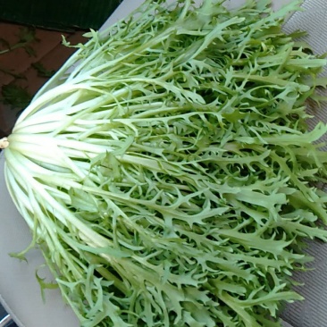 精品苦菊掉价了质量完美有一流的团队